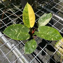 Load image into Gallery viewer, Philodendron Green Congo Nuclear, Exact Plant Variegated
