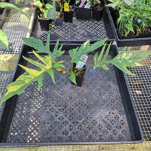 Load image into Gallery viewer, Philodendron Florida Beauty X Tortum, Exact Plant Variegated Ships Nationwide
