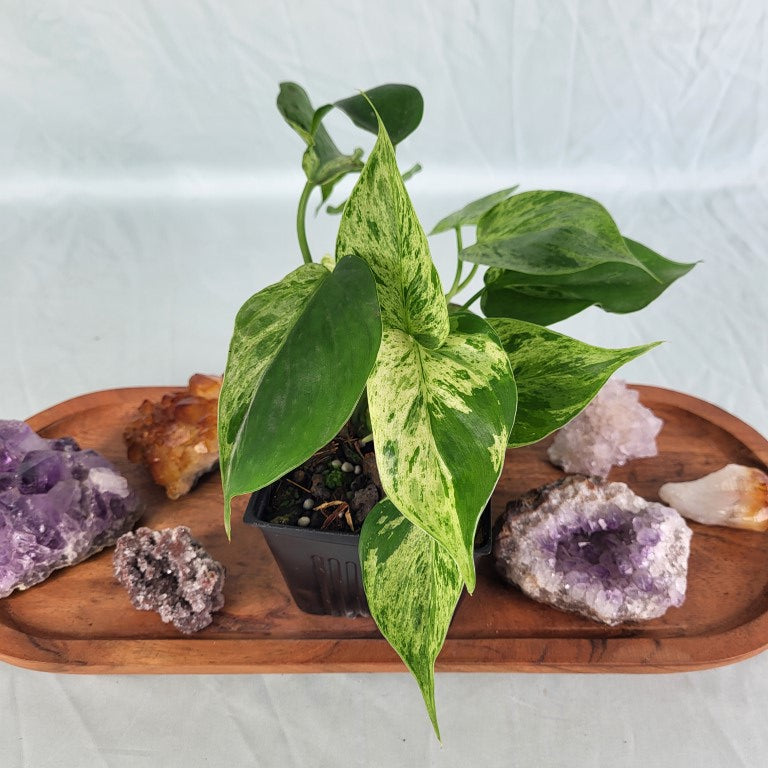 Philodendron Hederaceum, Heart Leaf Variegated 4