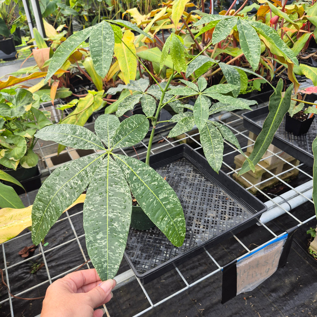 Pachira Aquatica Money Tree, Exact Plant Variegated Ships Nationwide