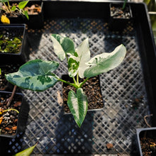 Load image into Gallery viewer, Alocasia Odora, Okinawa Silver, Exact Plant Variegated
