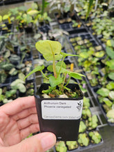 Load image into Gallery viewer, Anthurium Dark Phoenix Variegated 2.5" pot, Fedex 2day*
