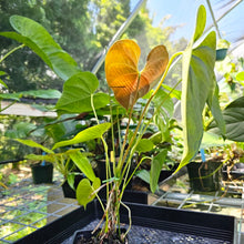 Load image into Gallery viewer, Anthurium Red Beauty, Exact Plant
