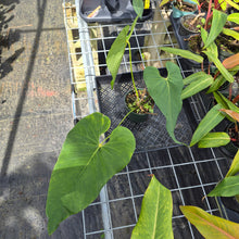 Load image into Gallery viewer, Anthurium Dolichostachyum , Exact Plant Ships Nationwide
