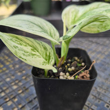 Load image into Gallery viewer, Scindapsus Moonlight Marble, Exact Plant Variegated Ships Nationwide
