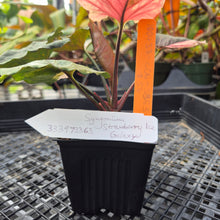 Load image into Gallery viewer, Syngonium Strawberry Ice, Exact Plant Variegated Ships Nationwide
