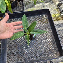 Load image into Gallery viewer, Anthurium Warocqueanum, Queen, Exact Plant Ships Nationwide
