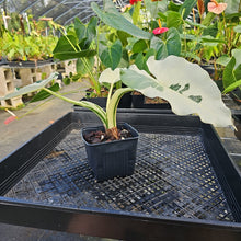 Load image into Gallery viewer, Alocasia Odora, Okinawa Silver, Exact Plant Variegated Ships Nationwide
