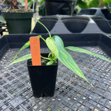 Load image into Gallery viewer, Philodendron Domesticum, Variegated , Fedex 2 day*
