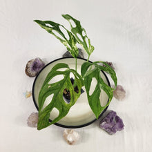 Load image into Gallery viewer, Monstera Adansonii Mint &quot;Indonesia&quot;, Exact Plant Variegated Ships Nationwide
