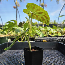 Load image into Gallery viewer, Philodendron Verrucosum, Exact Plant Ships Nationwide
