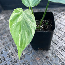 Load image into Gallery viewer, Philodendron Hederaceum, Heart Leaf, Exact Plant Variegated Ships Nationwide

