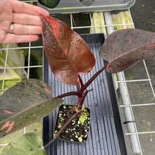 Load image into Gallery viewer, Philodendron Orange Princess Variegated exact plant, Fedex 2day*
