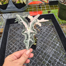 Load image into Gallery viewer, Alocasia nobilis pink Variegated Ships Nationwide
