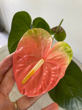 Load image into Gallery viewer, Anthurium Anuenue Obake bicolor pink / green 4" pot, Fedex 2day*
