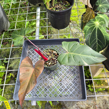 Load image into Gallery viewer, Philodendron Dark Lord, Exact Plant Ships Nationwide
