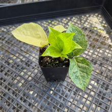 Load image into Gallery viewer, Zamioculcas Zamiifolia Wild Form ZZ, Exact Plant Variegated Ships Nationwide
