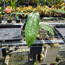 Load image into Gallery viewer, Anthurium Spectabile Wide Form exact plant, Fedex 2day*
