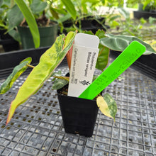 Load image into Gallery viewer, Philodendron Billietiae, Exact Plant Ships Nationwide
