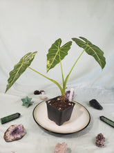 Load image into Gallery viewer, Frydek, Exact Plant, variegated Alocasia
