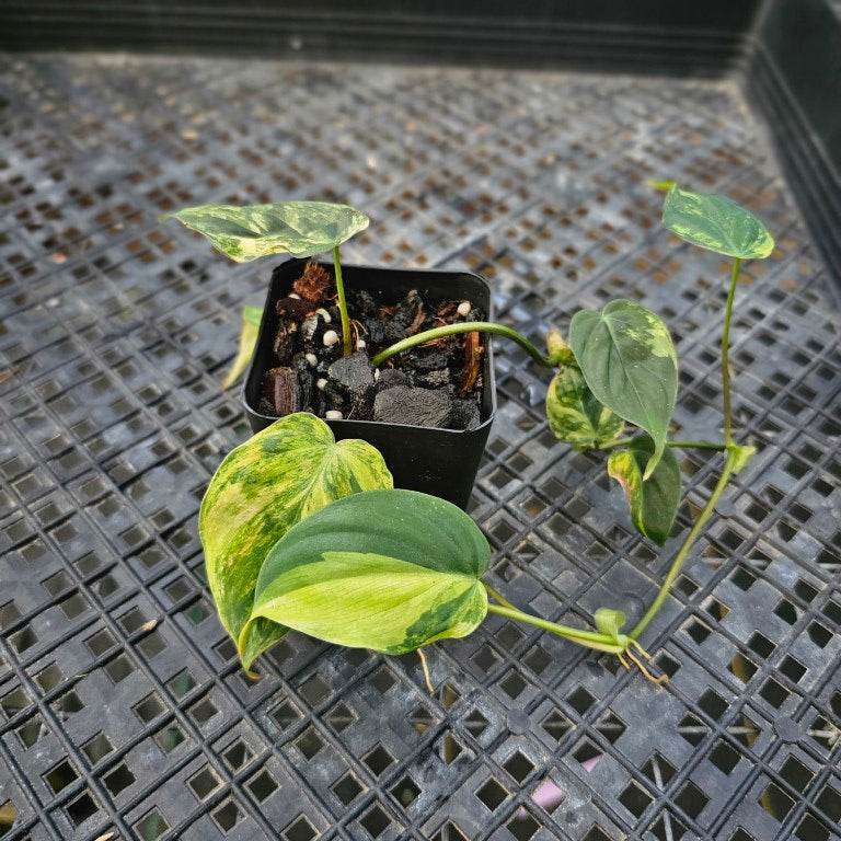 Philodendron Hederaceum Micans Aurea, Exact Plant Variegated Ships Nationwide