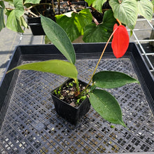 Load image into Gallery viewer, Anthurium Sherzerianum &quot;Pig Tail&quot;, Exact Plant Ships Nationwide
