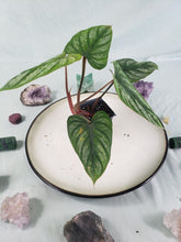 Load image into Gallery viewer, Philodendron Plowmanii, Exact Plant
