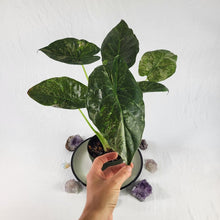 Load image into Gallery viewer, Alocasia Wentii, Exact Plant Variegated Ships Nationwide

