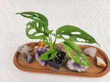 Load image into Gallery viewer, Monstera Adansonii European Mint Variegated 2.5" pot, Fedex 2day*

