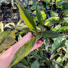 Load image into Gallery viewer, Philodendron Caramel Marble variegated 2.5" pot, FedEx 2day*
