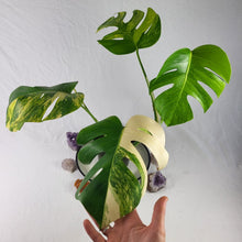 Load image into Gallery viewer, Monstera Borsigiana Aurea, Exact Plant Variegated Large
