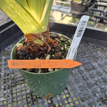 Load image into Gallery viewer, Alocasia Wentii Pink Splash Variegated exact plant, Fedex 2day*
