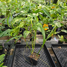 Load image into Gallery viewer, Philodendron Holtonianum, Exact Plant Ships Nationwide
