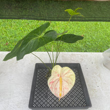 Load image into Gallery viewer, Anthurium Peppermint Splash, Shibori AFF, speckled , Exact Plant
