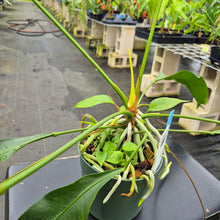 Load image into Gallery viewer, Anthurium Gracile, Exact Plant Ships Nationwide
