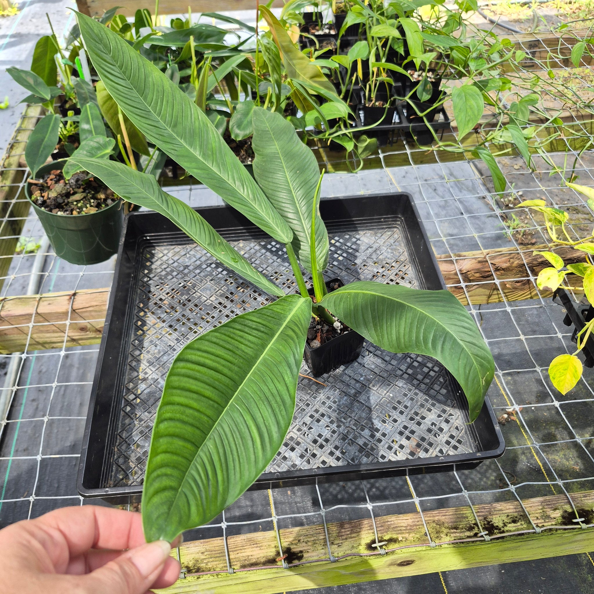 philodendron lynette campii Philodendron Campii Lynette, Exact Plant Ships Nationwide – Canopy Gems
