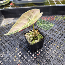 Load image into Gallery viewer, Alocasia Watsoniana Albo Pink variegated, Exact Plant Ships Nationwide
