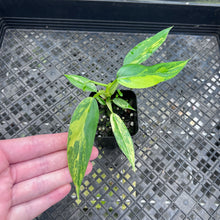 Load image into Gallery viewer, Philodendron Domesticum, Variegated , Fedex 2 day*
