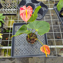 Load image into Gallery viewer, Anthurium Shibori, Exact Plant Variegated Ships Nationwide
