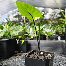 Load image into Gallery viewer, Alocasia Macrorhizza Black Stem, Exact Plant Variegated
