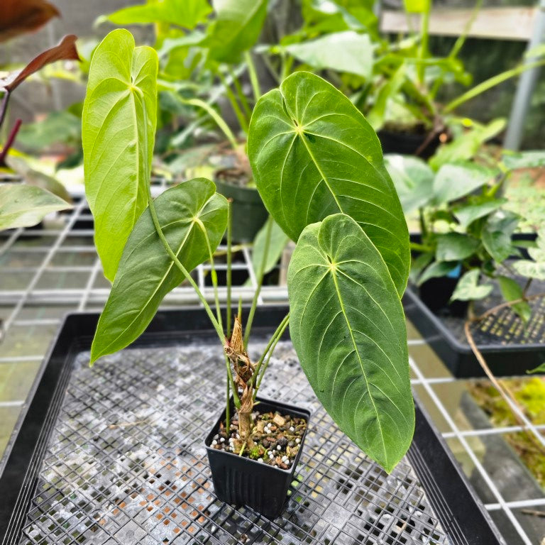 Anthurium Angamarcanum , Exact Plant