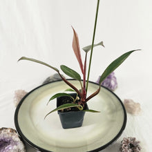 Load image into Gallery viewer, Philodendron Orange Princess, Exact Plant Variegated Ships Nationwide
