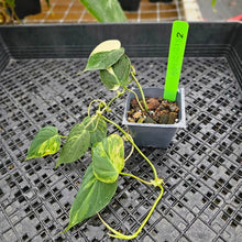 Load image into Gallery viewer, Philodendron Hederaceum Micans Aurea, Exact Plant Variegated Ships Nationwide
