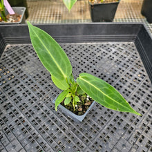 Load image into Gallery viewer, Anthurium Waterburyanum, Exact Plant Ships Nationwide
