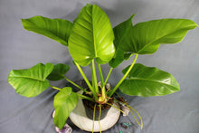 Load image into Gallery viewer, Philodendron Giganteum Large Exact Plant
