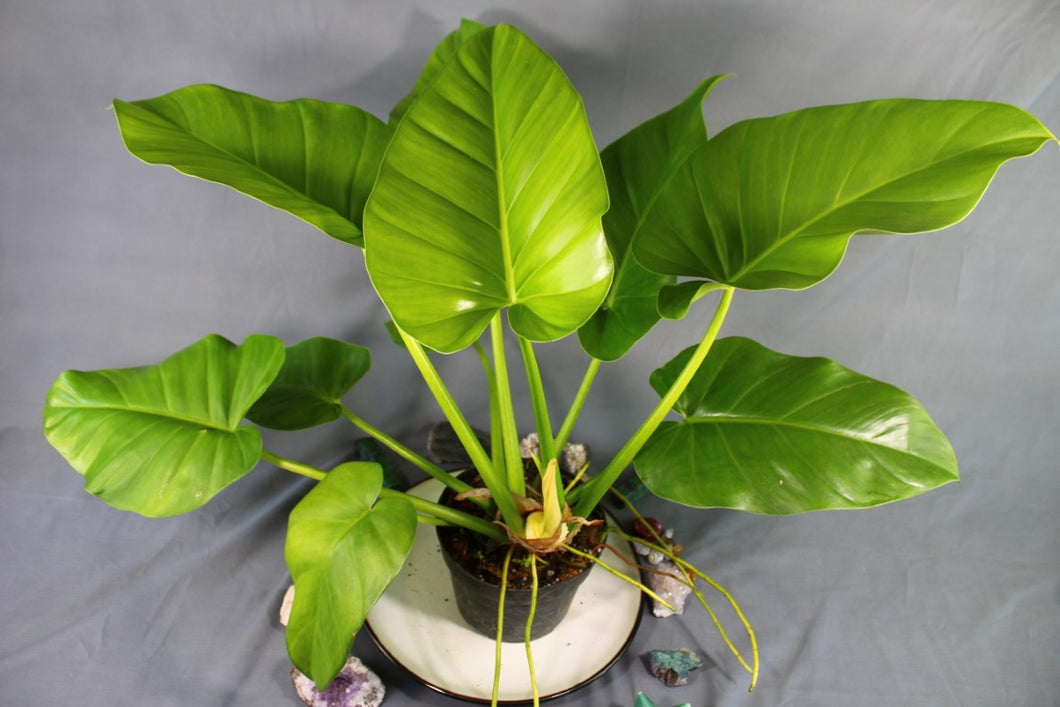 Philodendron Giganteum Large Exact Plant