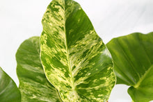 Load image into Gallery viewer, Variegated Philodendron Giganteum Blizzard Exact Plant
