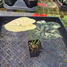 Load image into Gallery viewer, Alocasia dragon scale albo Exact Plant Ships Nationwide
