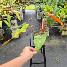 Load image into Gallery viewer, Philodendron Orange Marmalade, Exact Plant Ships Nationwide
