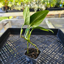 Load image into Gallery viewer, Monstera Standleyana Aurea, Exact Plant Variegated Ships Nationwide
